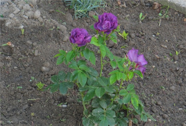 Rhapsody in blue